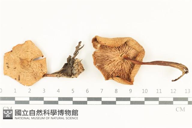 登錄號:F0038238藏品圖，第1張