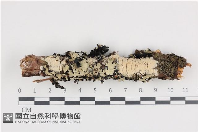 登錄號:F0036238藏品圖，第1張