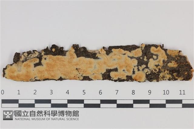 登錄號:F0035238藏品圖，第1張
