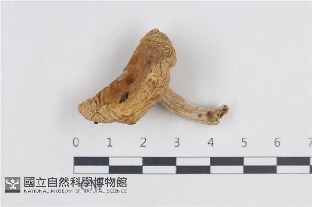 登錄號:F0038838藏品圖，第1張