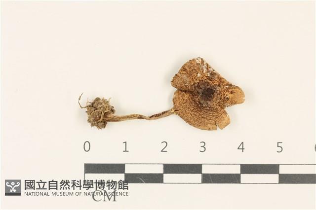 登錄號:F0036838藏品圖，第1張