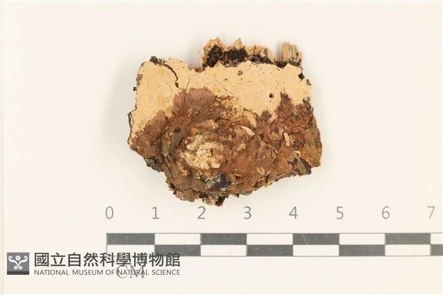 館號:F0017838藏品圖，第1張