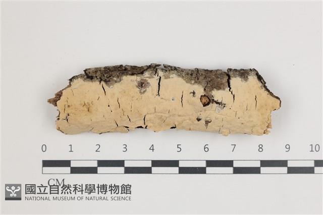 登錄號:F0035838藏品圖，第1張
