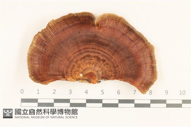 相鄰小孔菌藏品圖，第1張