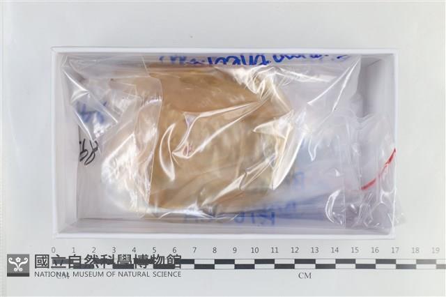 登錄號:F0038638藏品圖，第1張