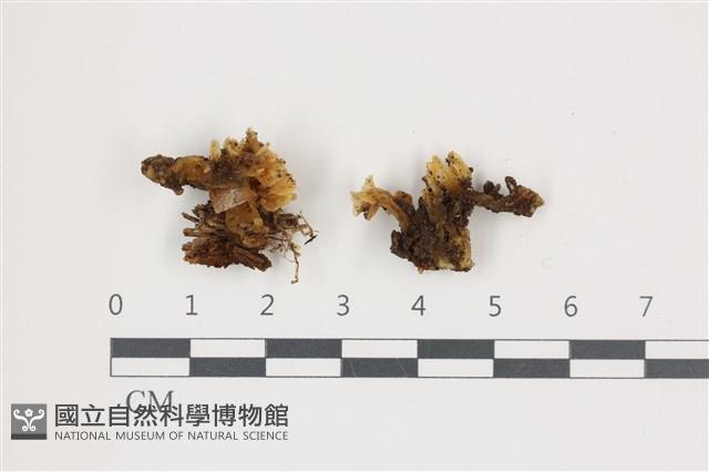 銀耳屬藏品圖，第1張