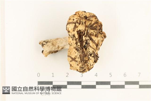 登錄號:F0037638藏品圖，第1張