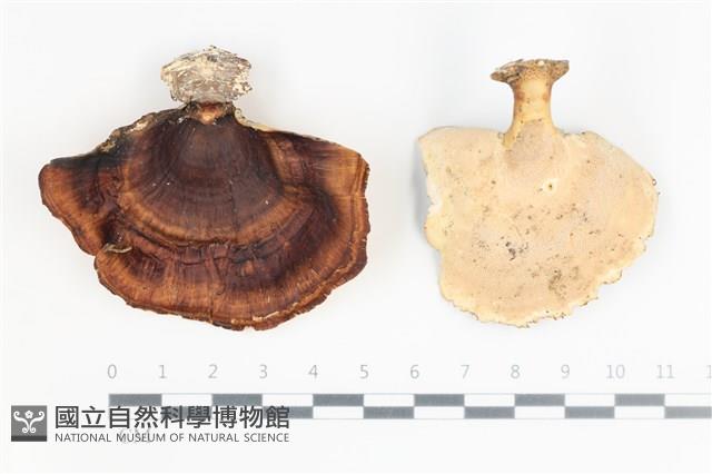 登錄號:F0035638藏品圖，第1張