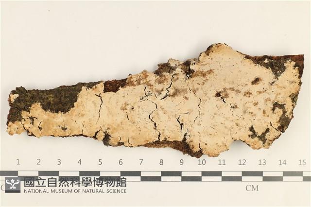 登錄號:F0038438藏品圖，第1張