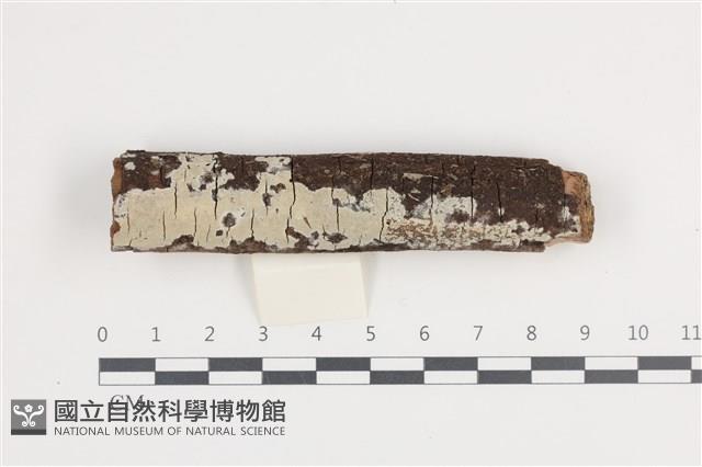 館號:F0036438藏品圖，第1張