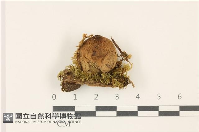 登錄號:F0037438藏品圖，第1張