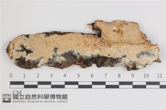 登錄號:F0035438藏品圖，第1張