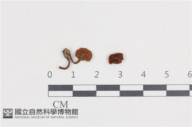 登錄號:F0038738藏品圖，第1張