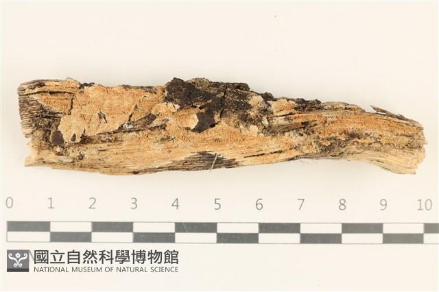 登錄號:F0036738藏品圖，第1張