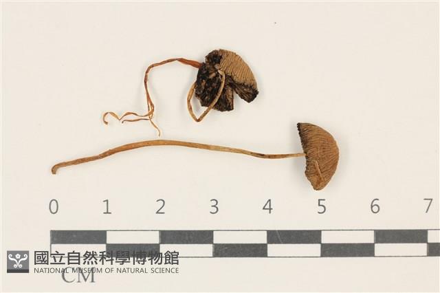 登錄號:F0037738藏品圖，第1張