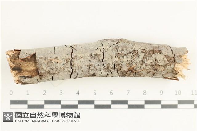 登錄號:F0038538藏品圖，第1張