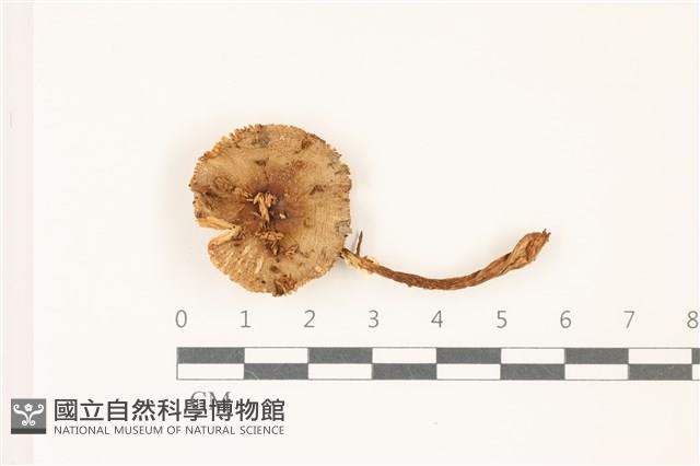 鵝膏屬藏品圖，第1張