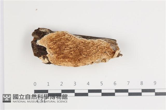 登錄號:F0035538藏品圖，第1張