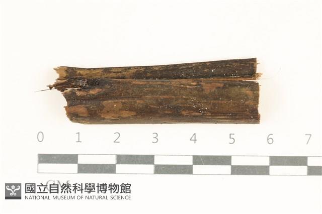 館號:F0038138藏品圖，第1張