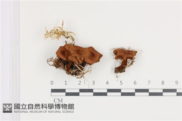 集毛菌屬藏品圖，第1張