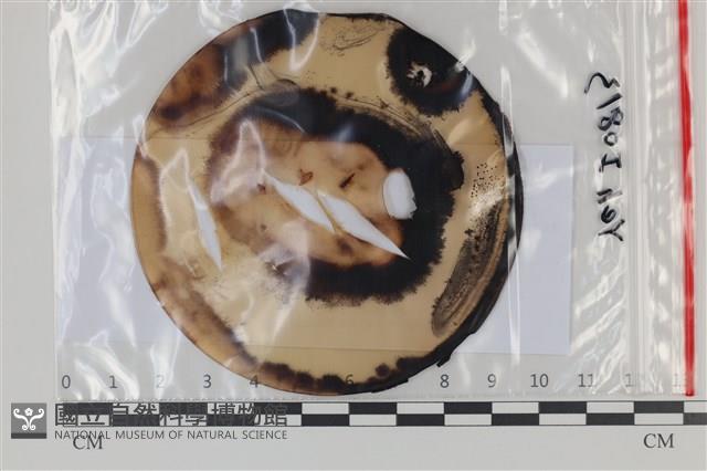 登錄號:F0035138藏品圖，第1張