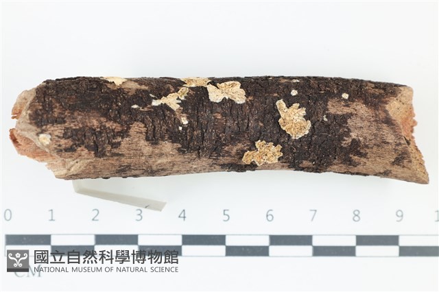 登錄號:F0039138藏品圖，第1張
