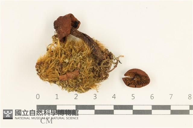 登錄號:F0038038藏品圖，第1張