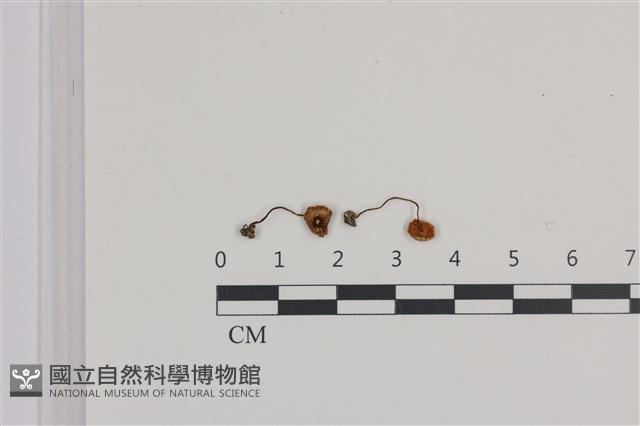 登錄號:F0036038藏品圖，第1張