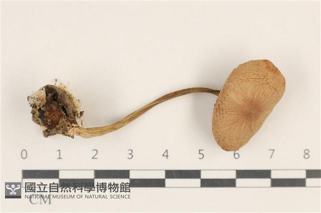 登錄號:F0037038藏品圖，第1張
