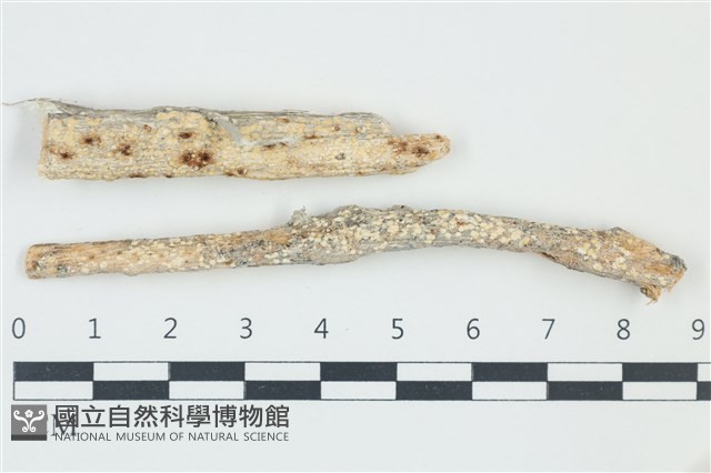 阿根廷柱擔菌藏品圖，第1張
