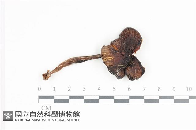 登錄號:F0036338藏品圖，第1張