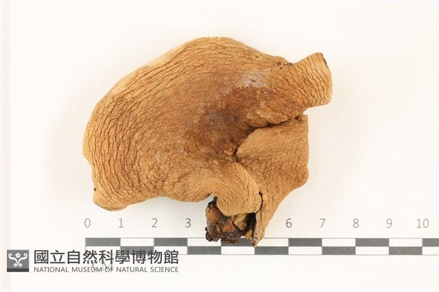登錄號:F0037338藏品圖，第1張