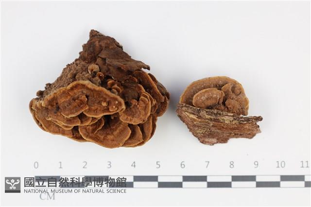 登錄號:F0035338藏品圖，第1張