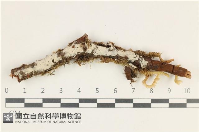 登錄號:F0038278藏品圖，第1張