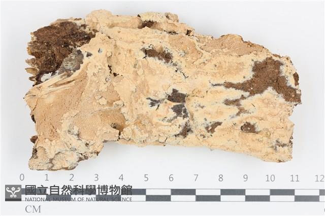 登錄號:F0036278藏品圖，第1張