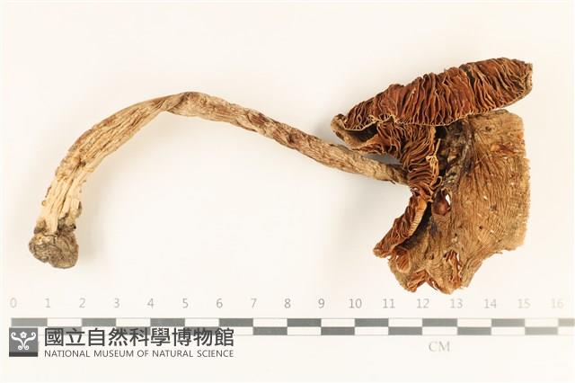 登錄號:F0037278藏品圖，第1張