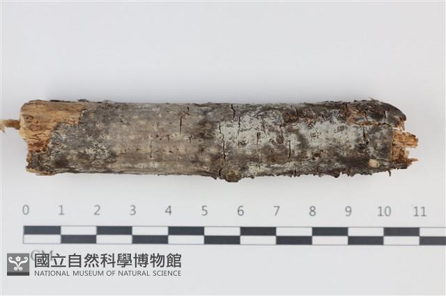 剛毛絲皮菌藏品圖，第1張