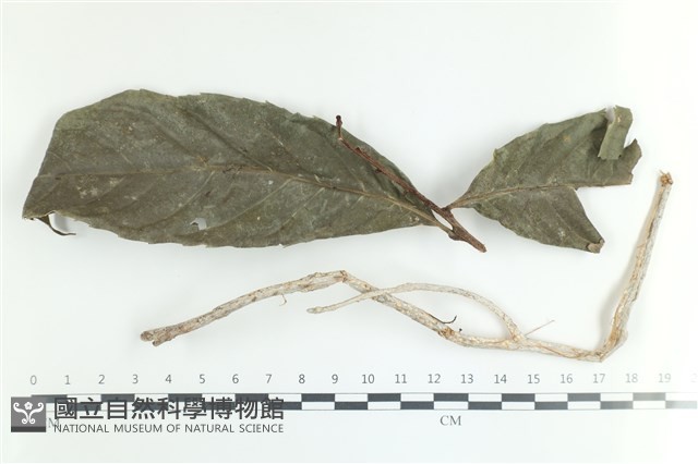 阿根廷柱擔菌藏品圖，第1張