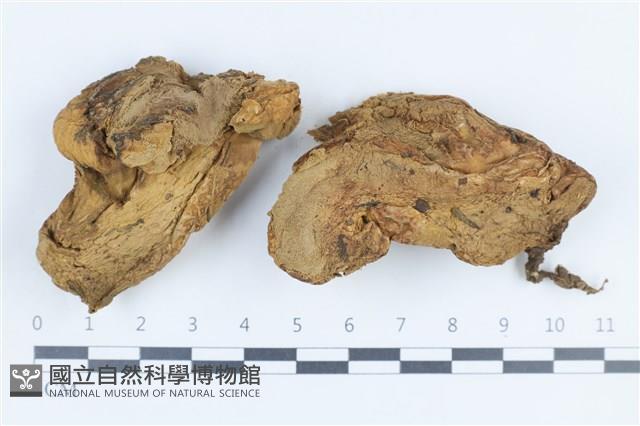 禿馬勃屬藏品圖，第1張