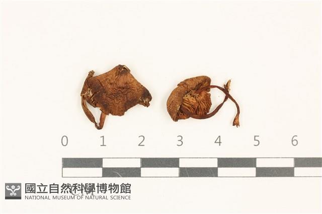 登錄號:F0036878藏品圖，第1張
