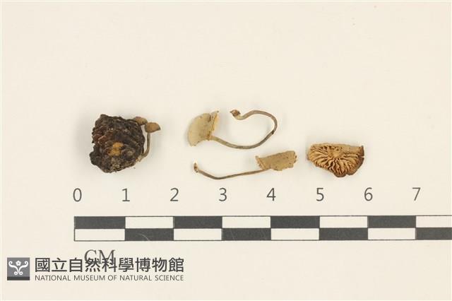 小菇屬藏品圖，第1張