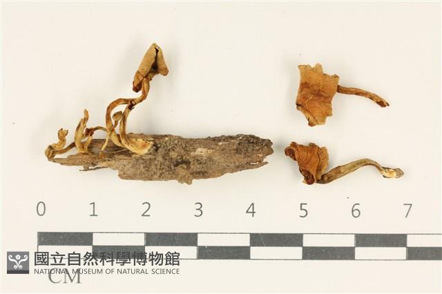 登錄號:F0037978藏品圖，第1張