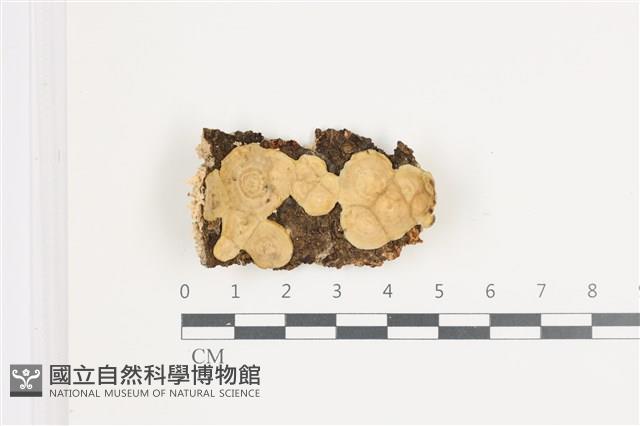 韌革菌屬藏品圖，第1張