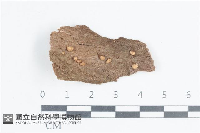 登錄號:F0038678藏品圖，第1張