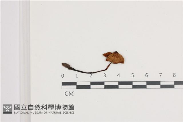 登錄號:F0036678藏品圖，第1張