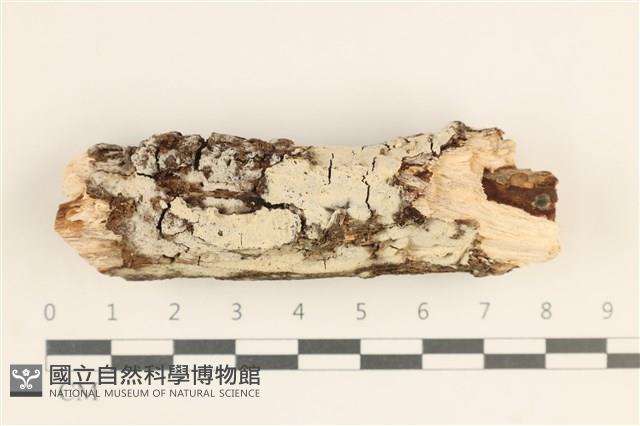 絲齒菌屬藏品圖，第1張