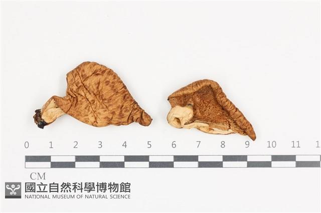 寬鱗多孔菌藏品圖，第1張