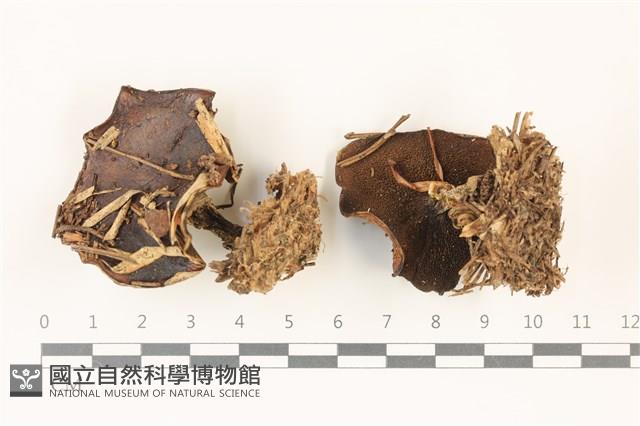 登錄號:F0037478藏品圖，第1張