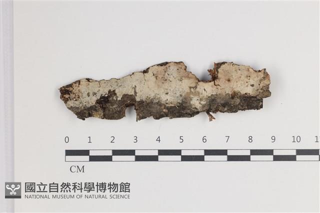 剛毛絲皮菌藏品圖，第1張