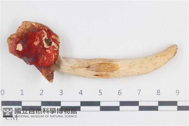 登錄號:F0038778藏品圖，第1張